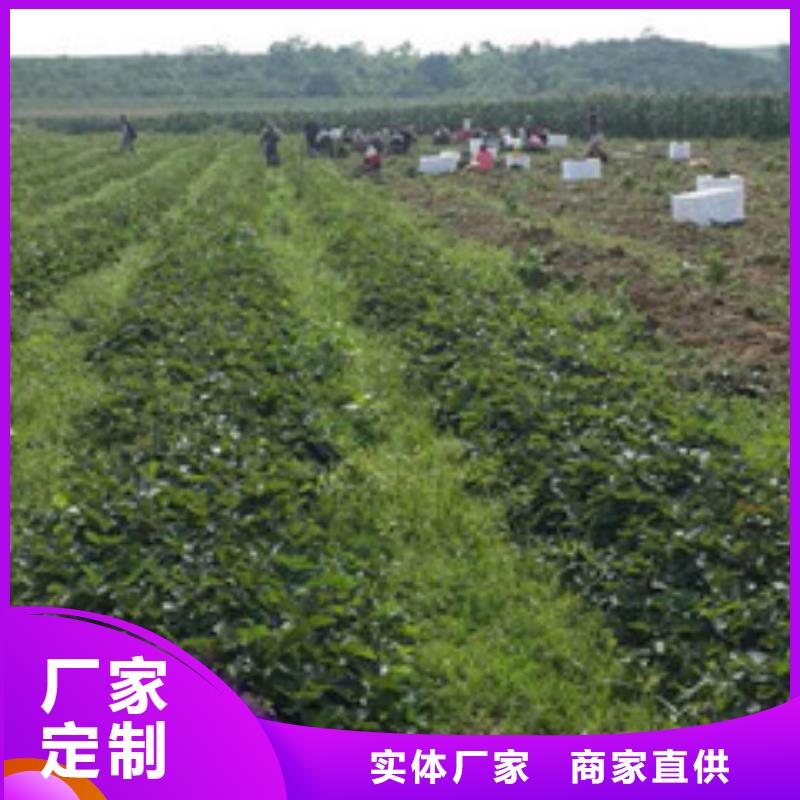 草莓苗【黄金苹果树苗基地】专业信赖厂家