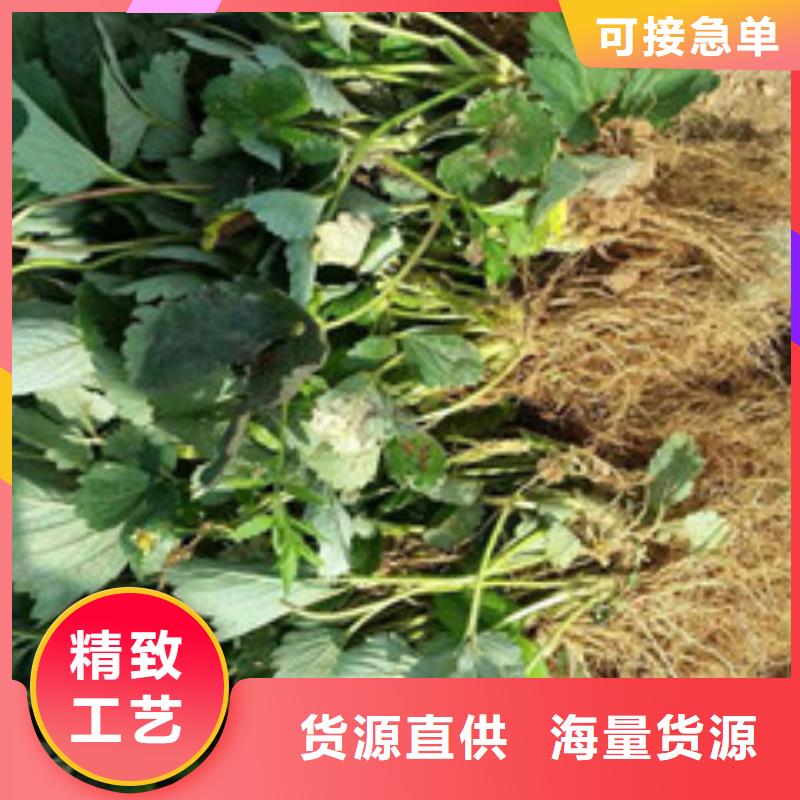 草莓苗【苹果苗】厂家精选