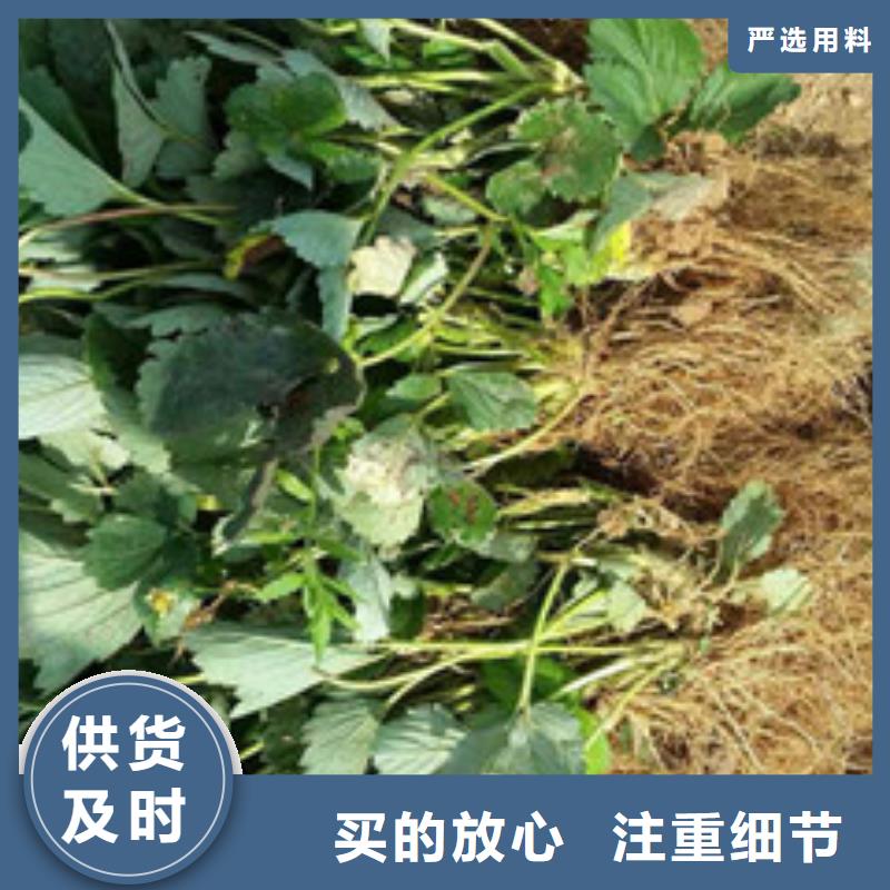 草莓苗果树苗质量无忧