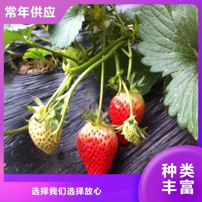 【草莓苗】果树苗自主研发