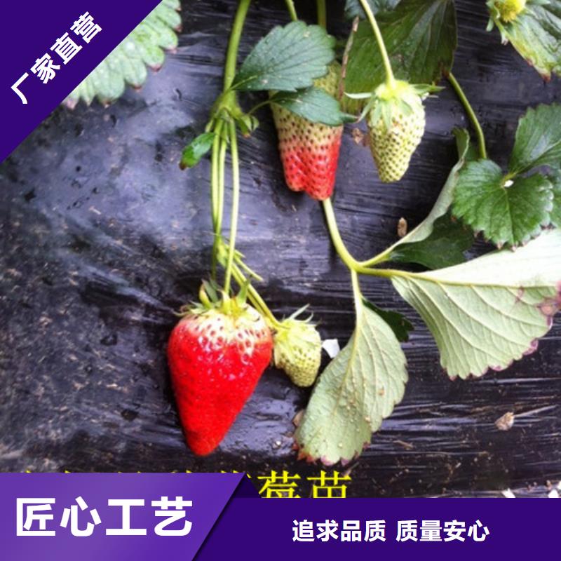 【草莓苗油桃树苗质优价廉】