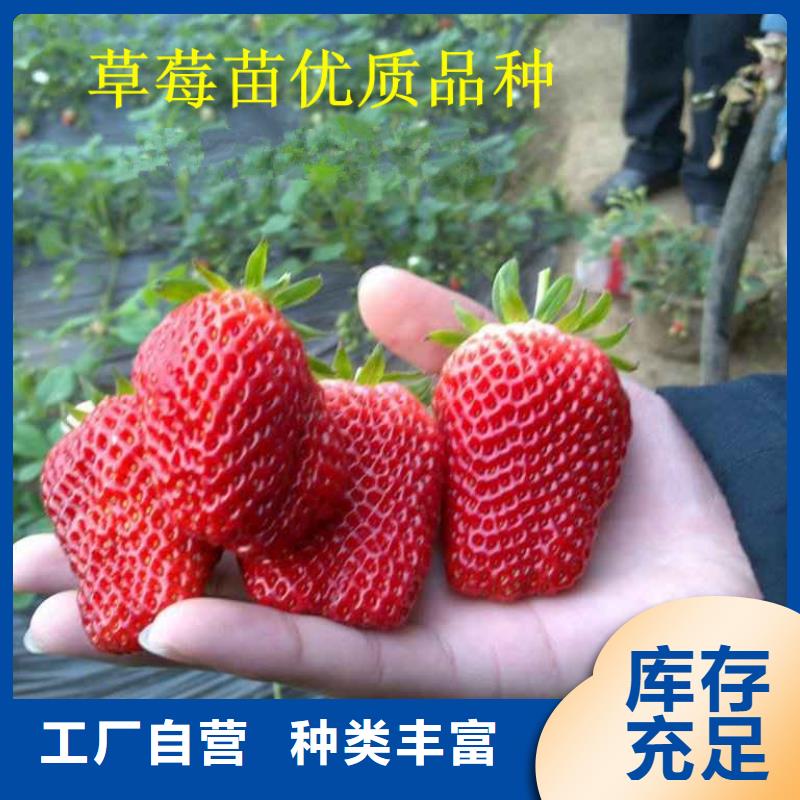 草莓苗【无花果树苗】原料层层筛选