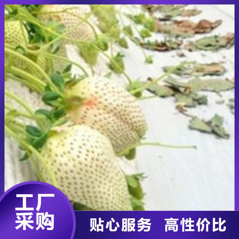 草莓苗【无花果树苗】原料层层筛选