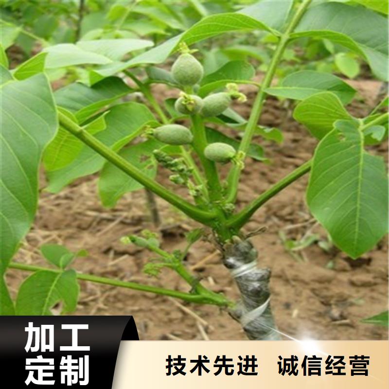 【核桃苗】西梅树苗注重细节