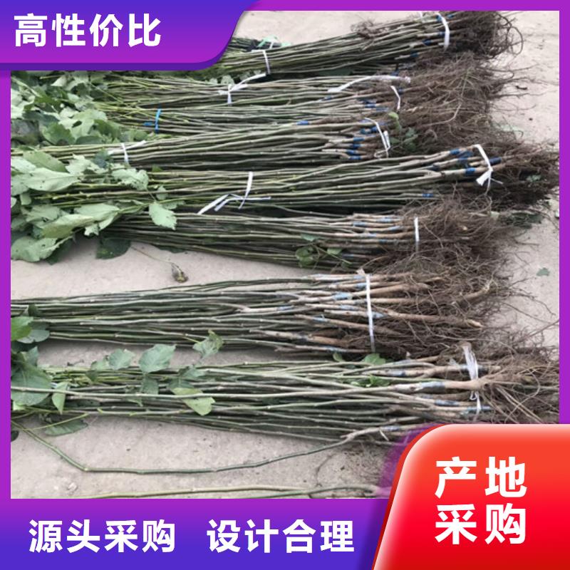 核桃苗桃树苗质量优价格低