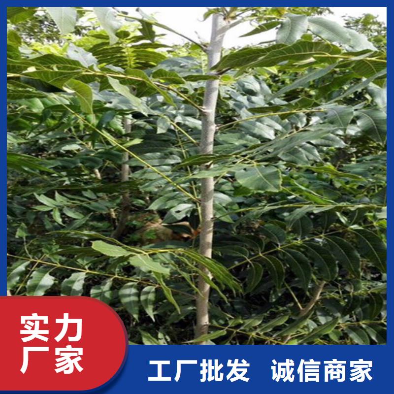 核桃苗青苹果树苗厂家规格全