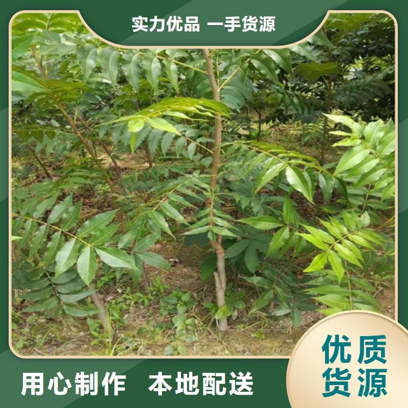 【核桃苗】西梅树苗注重细节