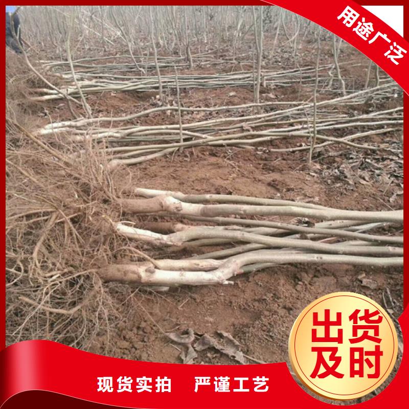 核桃苗梨树苗基地质量看得见