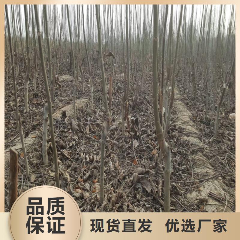 核桃苗果树苗批发基地用心制造