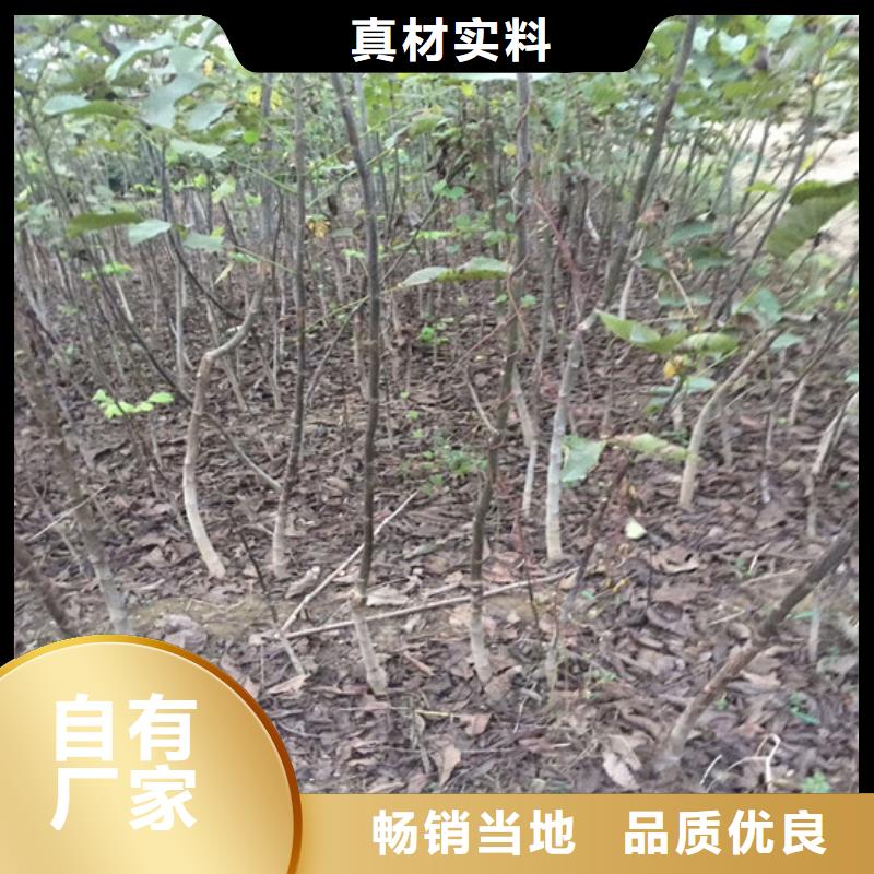 核桃苗,苹果苗基地真正让利给买家