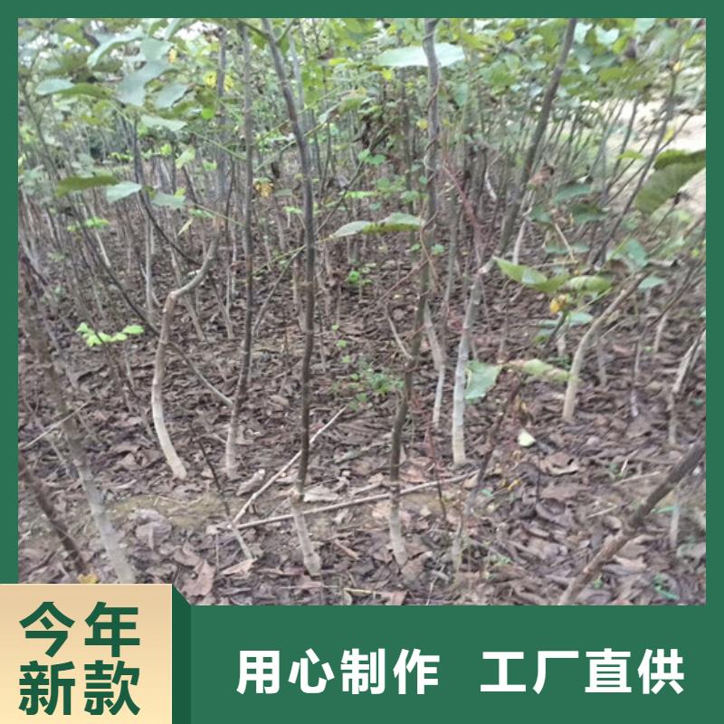 核桃苗-梨树苗基地批发供应