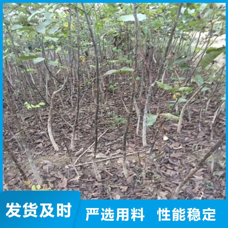 核桃苗【天仙醉草莓苗】厂家