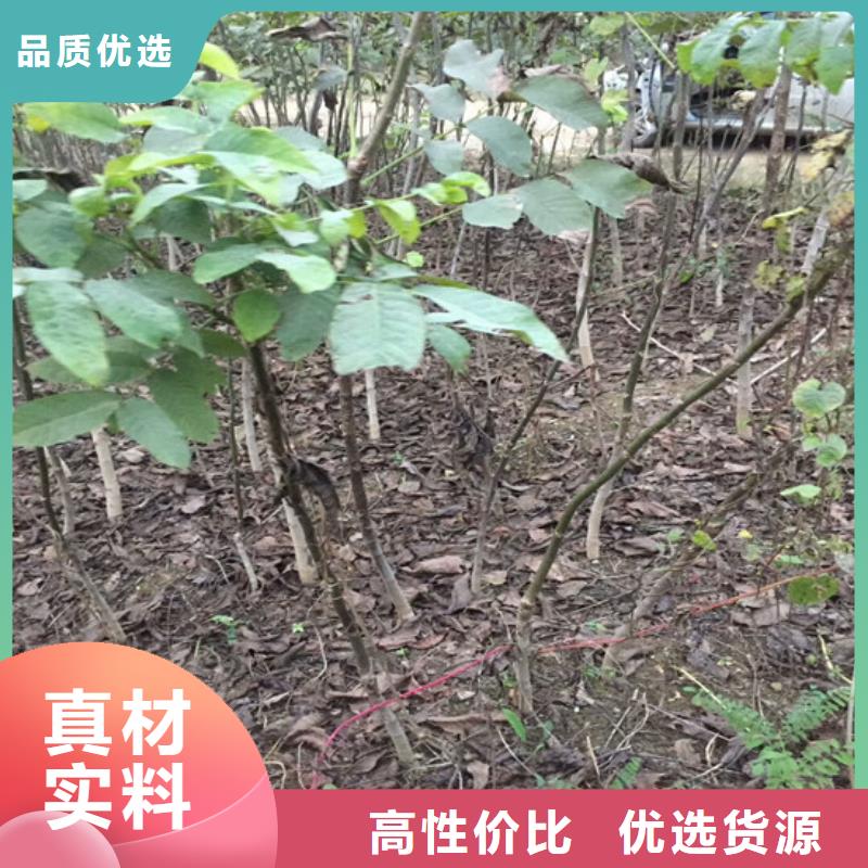 核桃苗_珍珠枣油桃树苗货源报价