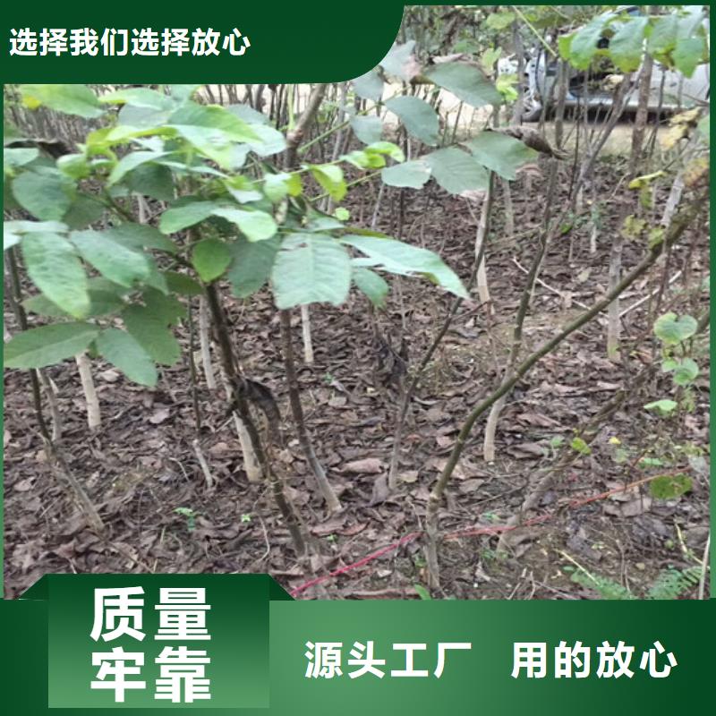 核桃苗苹果苗基地正规厂家