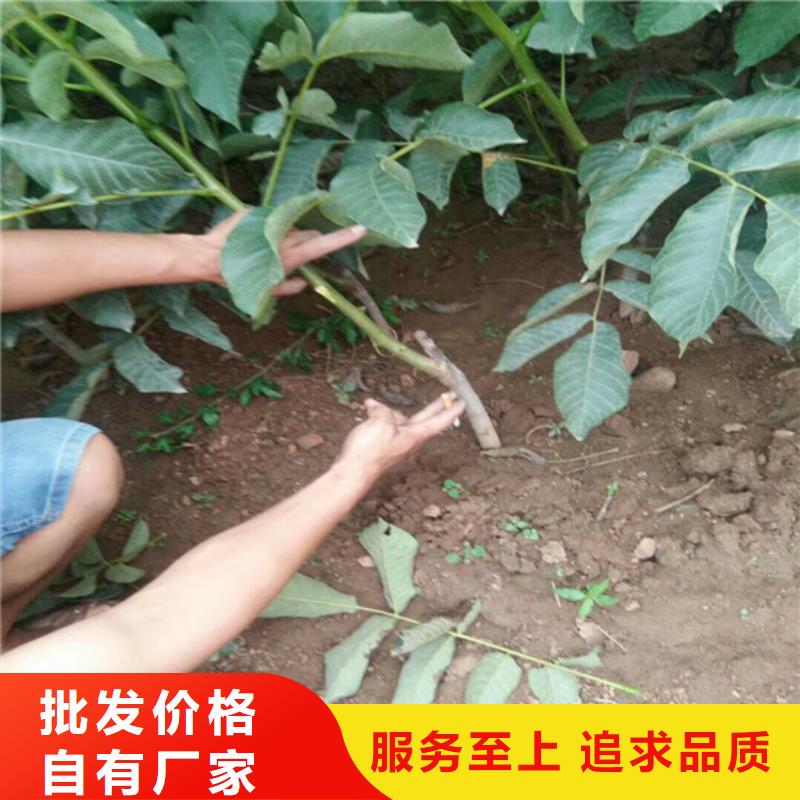 核桃苗天仙醉草莓苗畅销当地