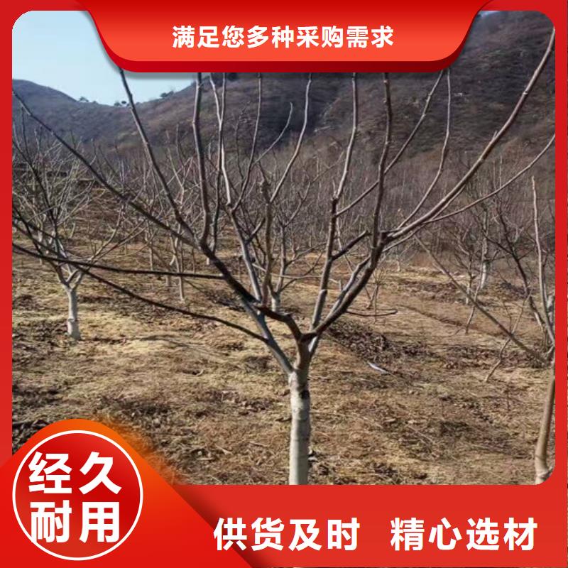 核桃苗【天仙醉草莓苗】厂家