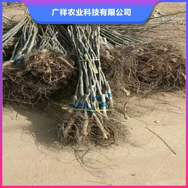 核桃苗苹果苗好产品不怕比