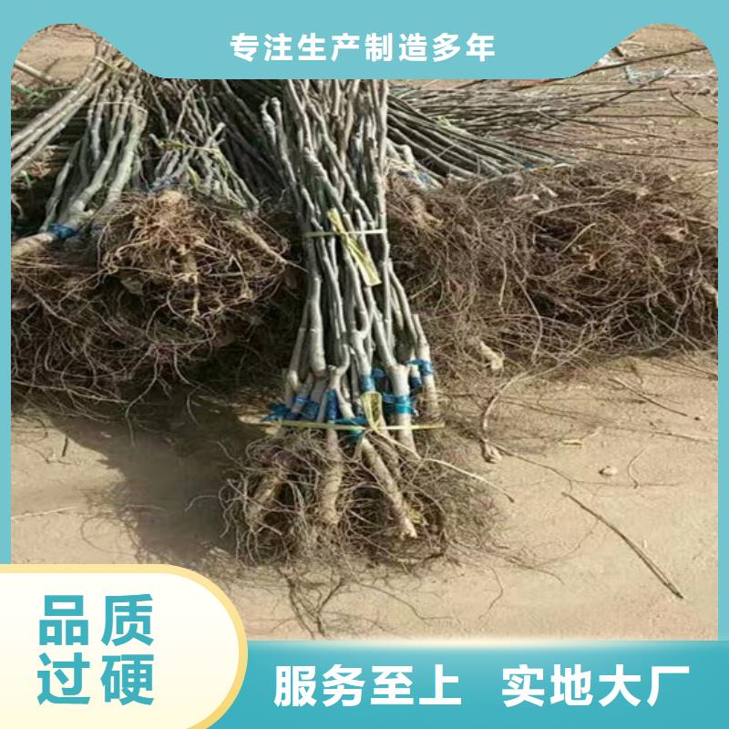 核桃苗梨树苗基地质量看得见