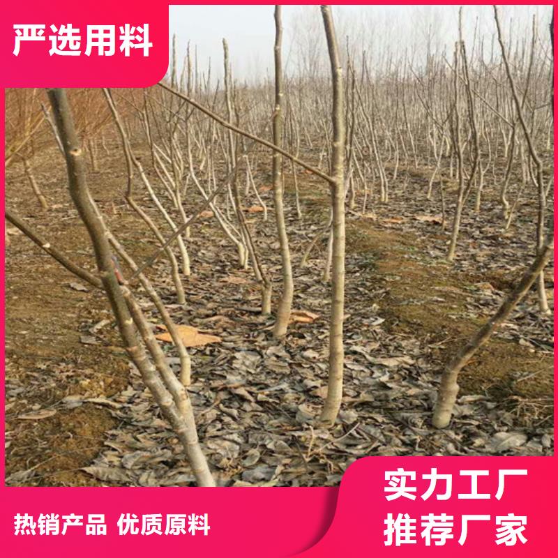 核桃树苗种植地区