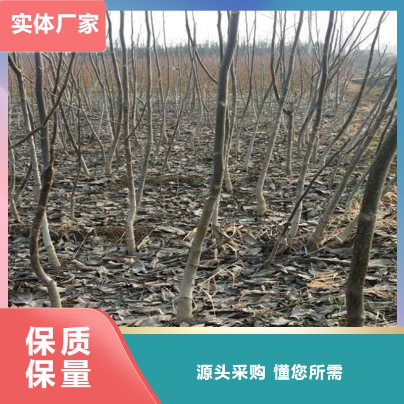 核桃苗_【梨树苗基地】当地货源