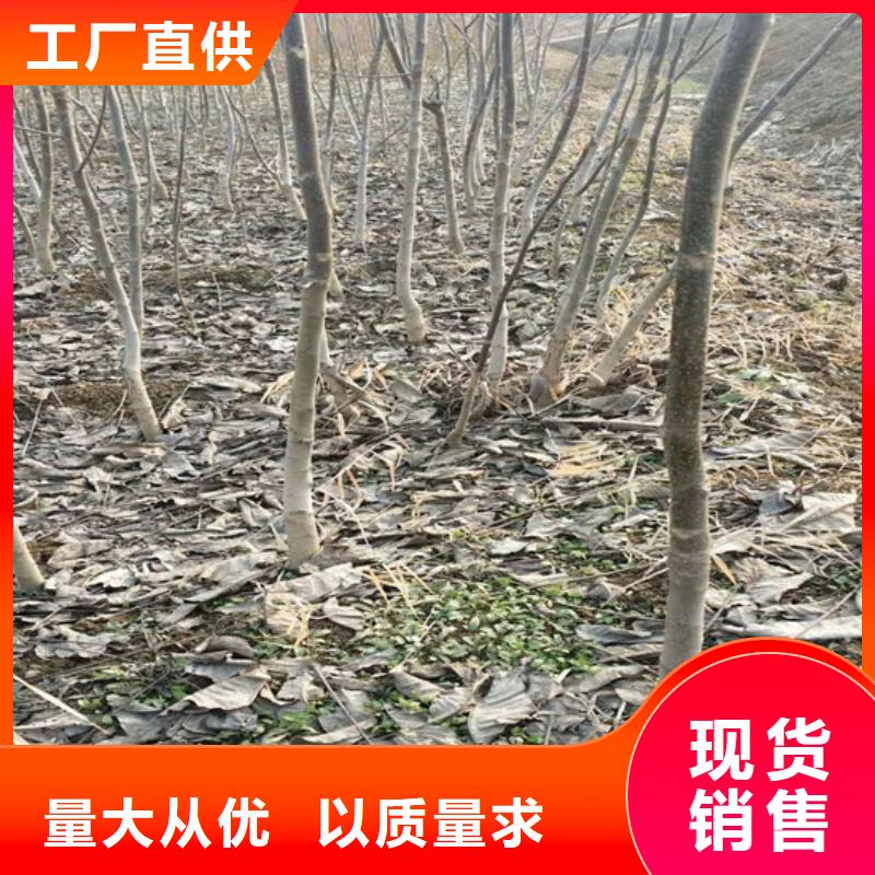 原生核桃树苗种植品种选择