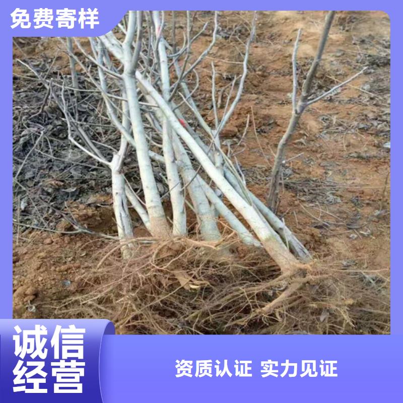 【核桃苗】无花果树苗专业供货品质管控