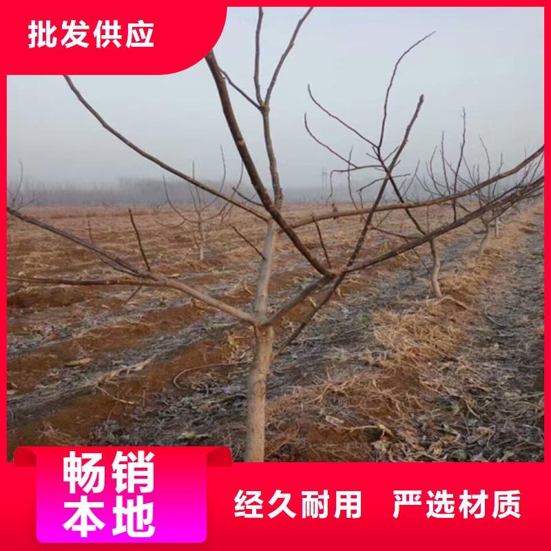 纸皮核桃苗基地出售