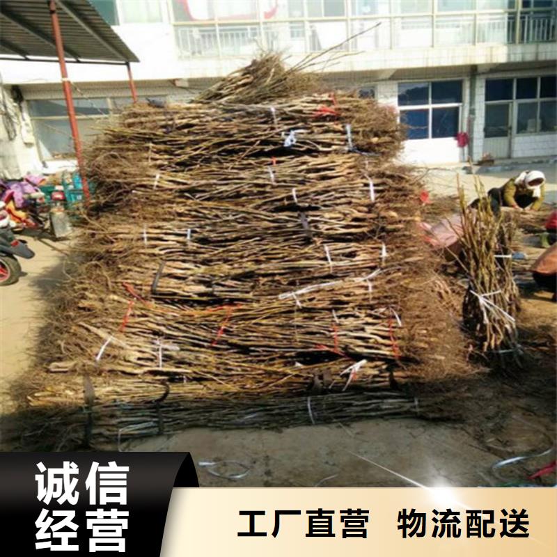 核桃苗樱桃苗基地好产品好服务