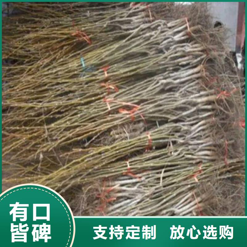 【核桃苗桃树苗基地好产品有口碑】