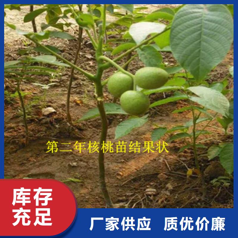 核桃苗-黄金苹果树苗基地应用范围广泛