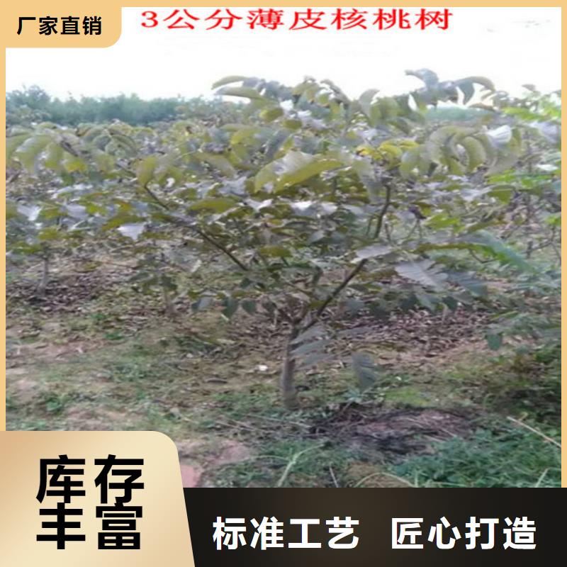 碧根果树苗基地出售