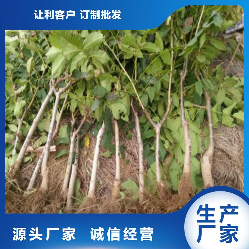 核桃苗无花果树苗工厂现货供应