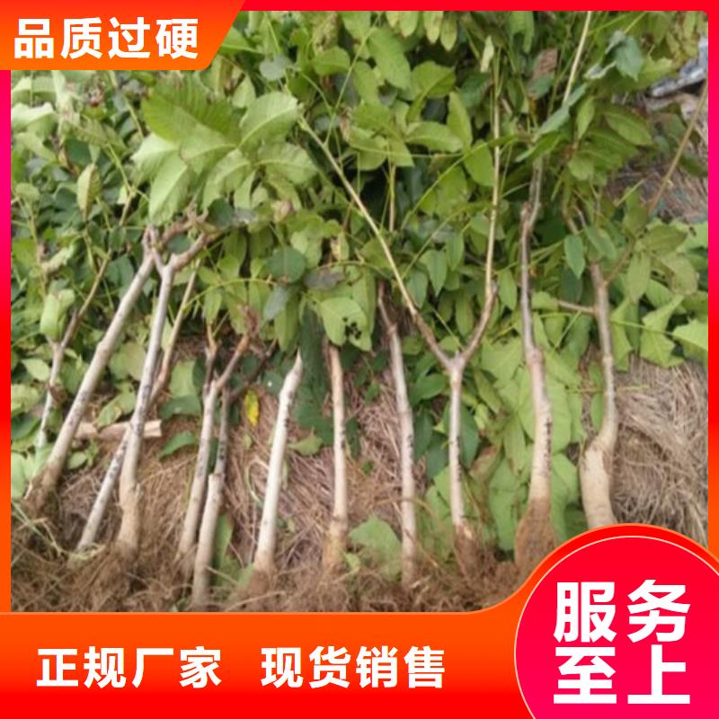 核桃苗梨树苗基地注重细节