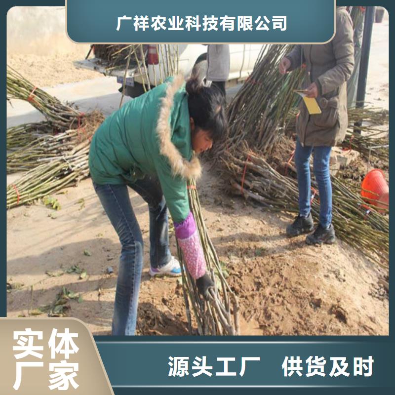 核桃苗果树苗批发基地质量上乘