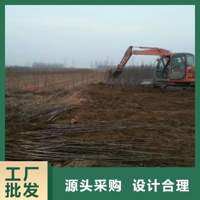 核桃苗果树苗批发基地精致工艺