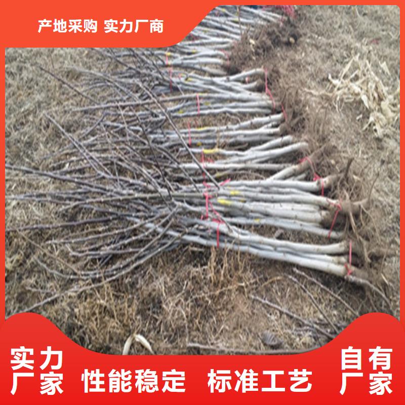 核桃苗_【梨树苗基地】当地货源