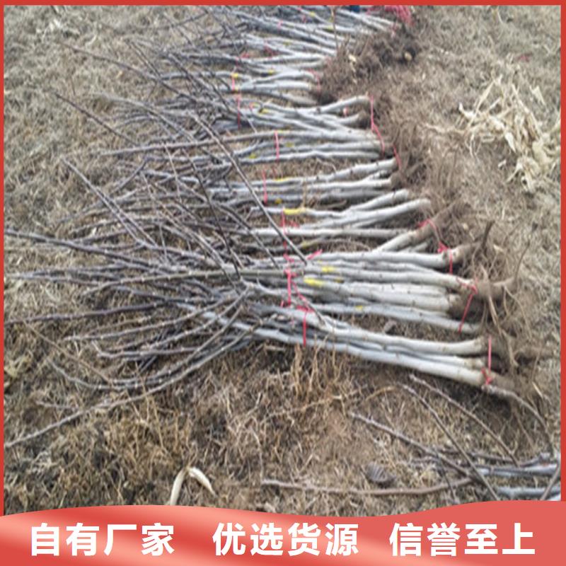 【核桃苗苹果苗基地实力厂家直销】