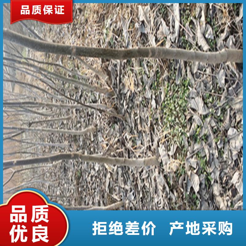 核桃苗_【梨树苗基地】质量不佳尽管来找我