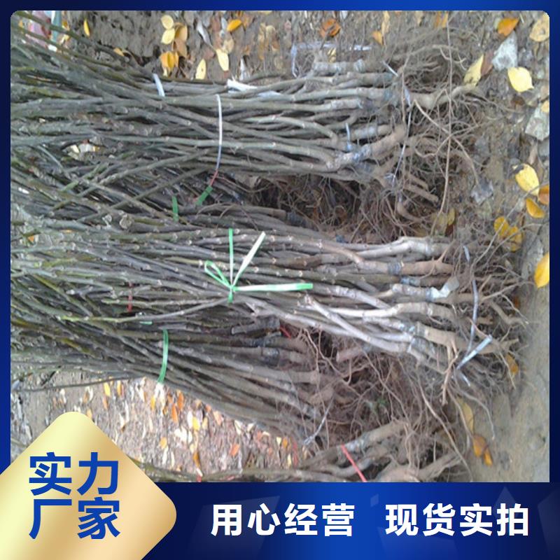 核桃苗-梨树苗基地批发供应