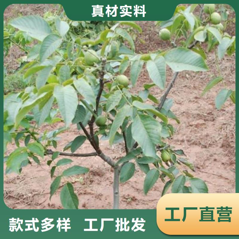 【核桃苗】-苹果苗型号全价格低