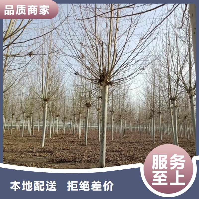 法桐-樱花一站式采购方便省心