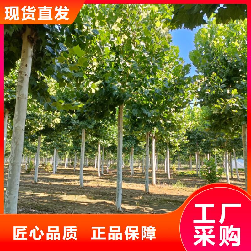 法桐价格种植基地法桐