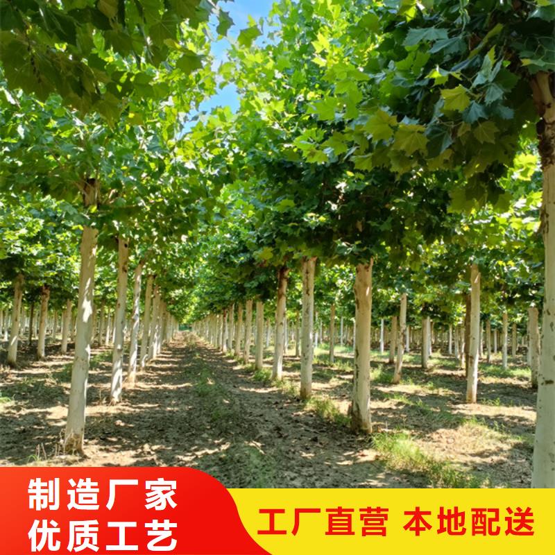 造型法桐种植基地法桐