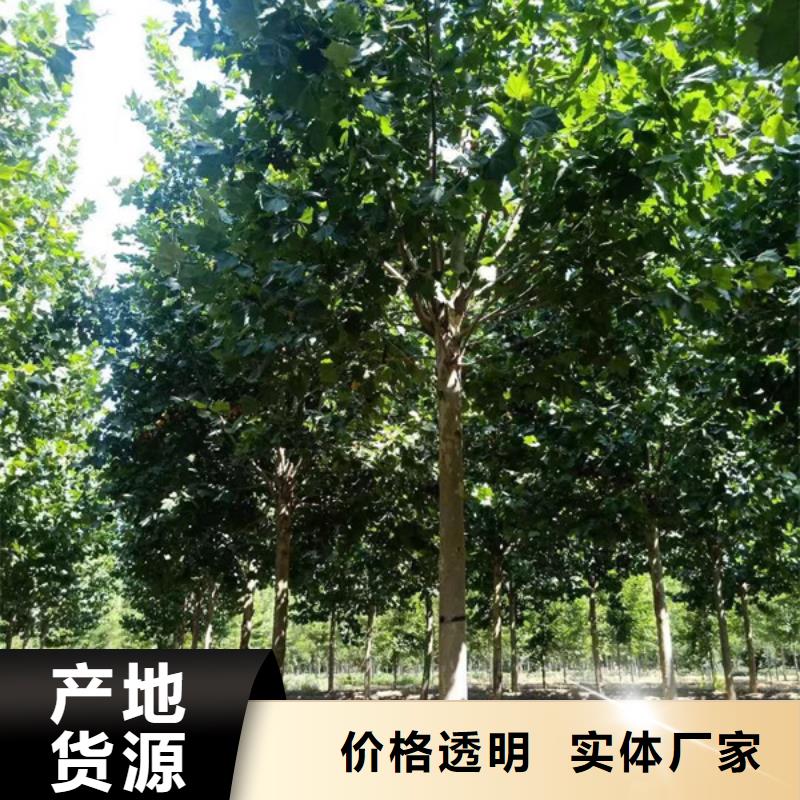 法桐价格种植基地法桐