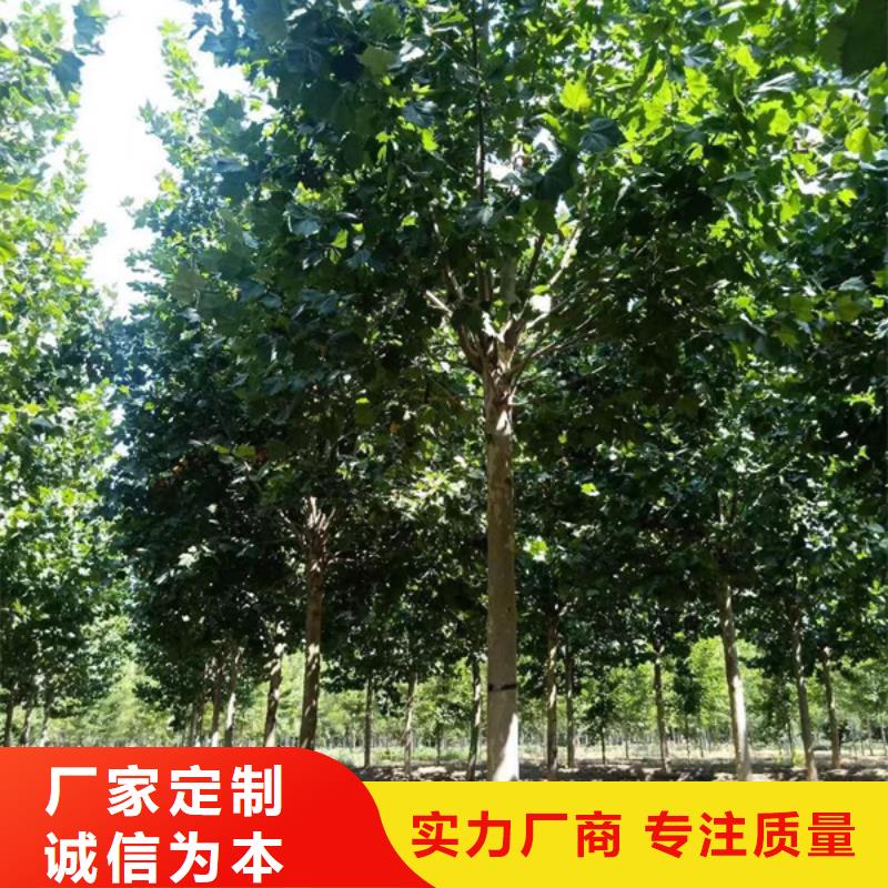 10公分法桐种植基地法桐