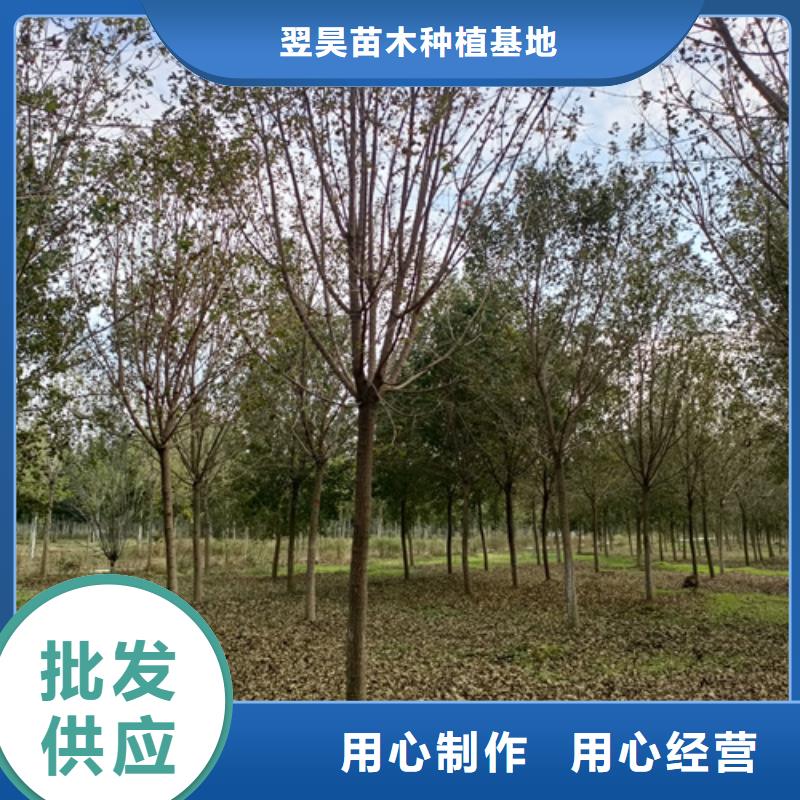 现货供应_速生法桐品牌:翌昊苗木种植基地