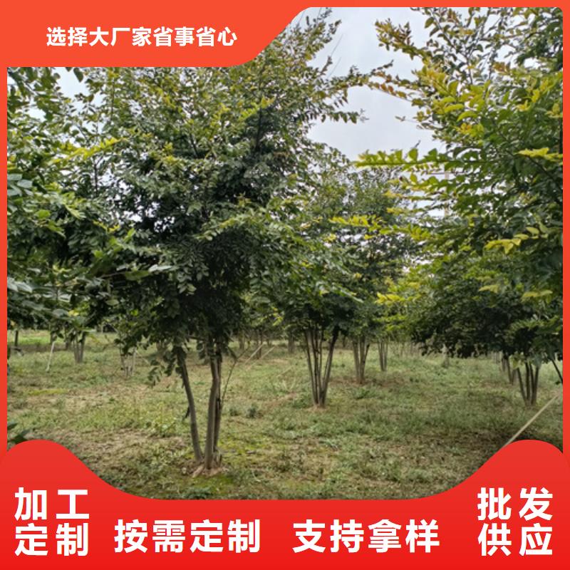 法桐价格质量放心苗木基地