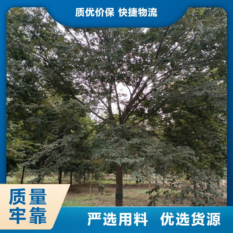 法桐行情批发_翌昊苗木种植基地