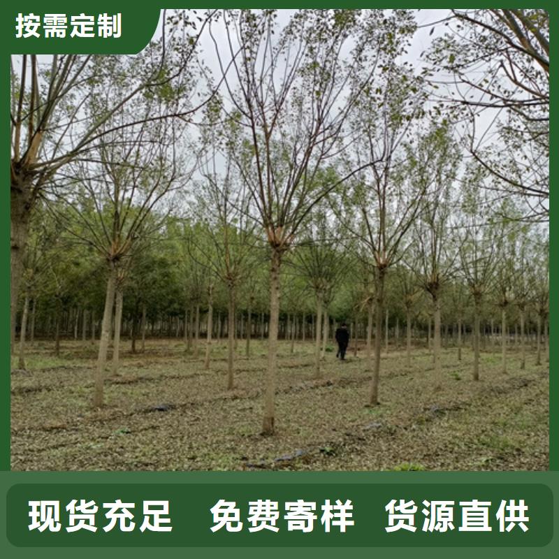 造型法桐定做_翌昊苗木种植基地