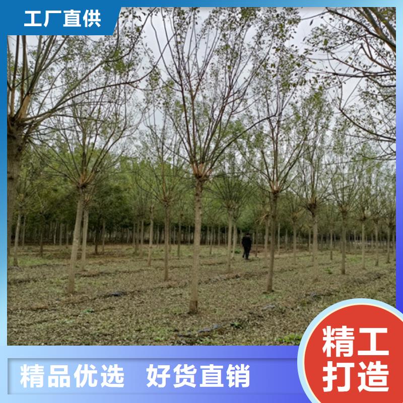 法桐小苗放心选择苗木基地